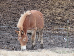 Equus asinus × caballus