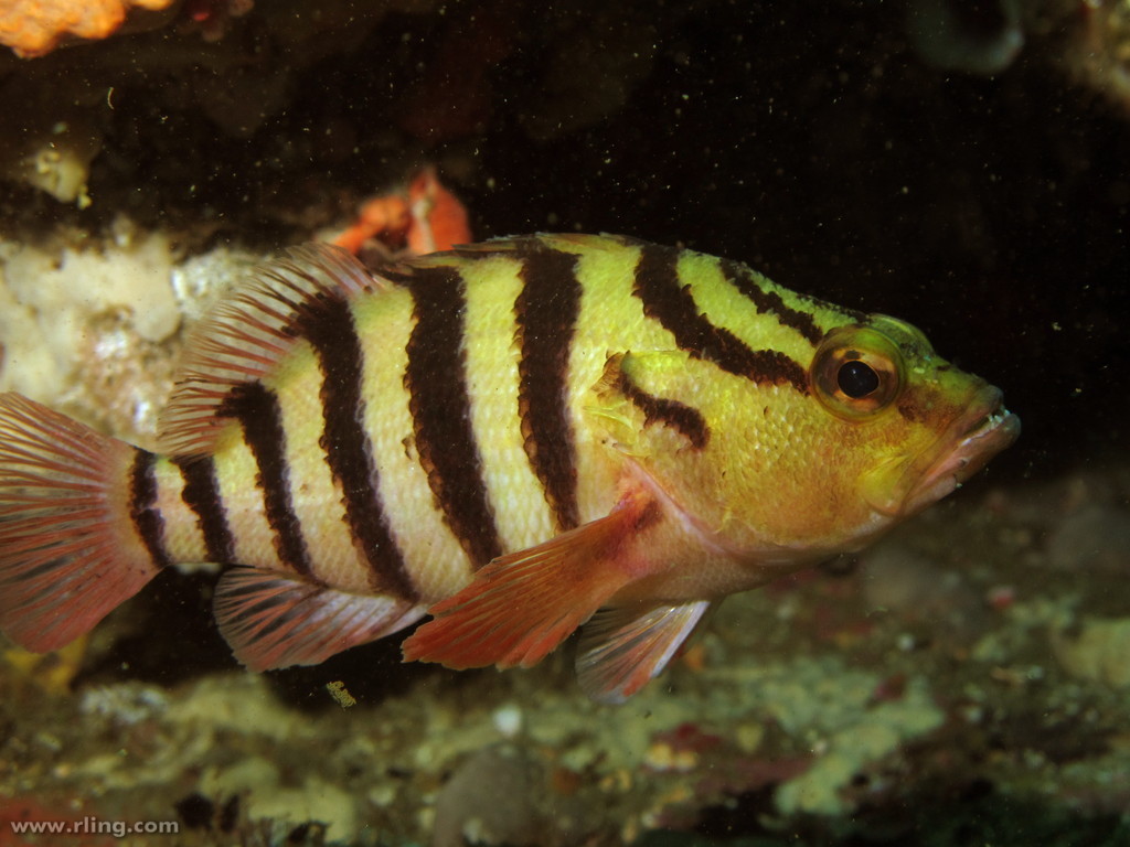 Blackbanded Seaperch