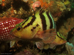 Hypoplectrodes annulatus