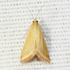 Microtheoris ophionalis