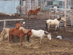 Equus asinus × caballus