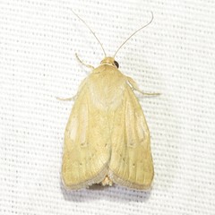 Heliocheilus paradoxus