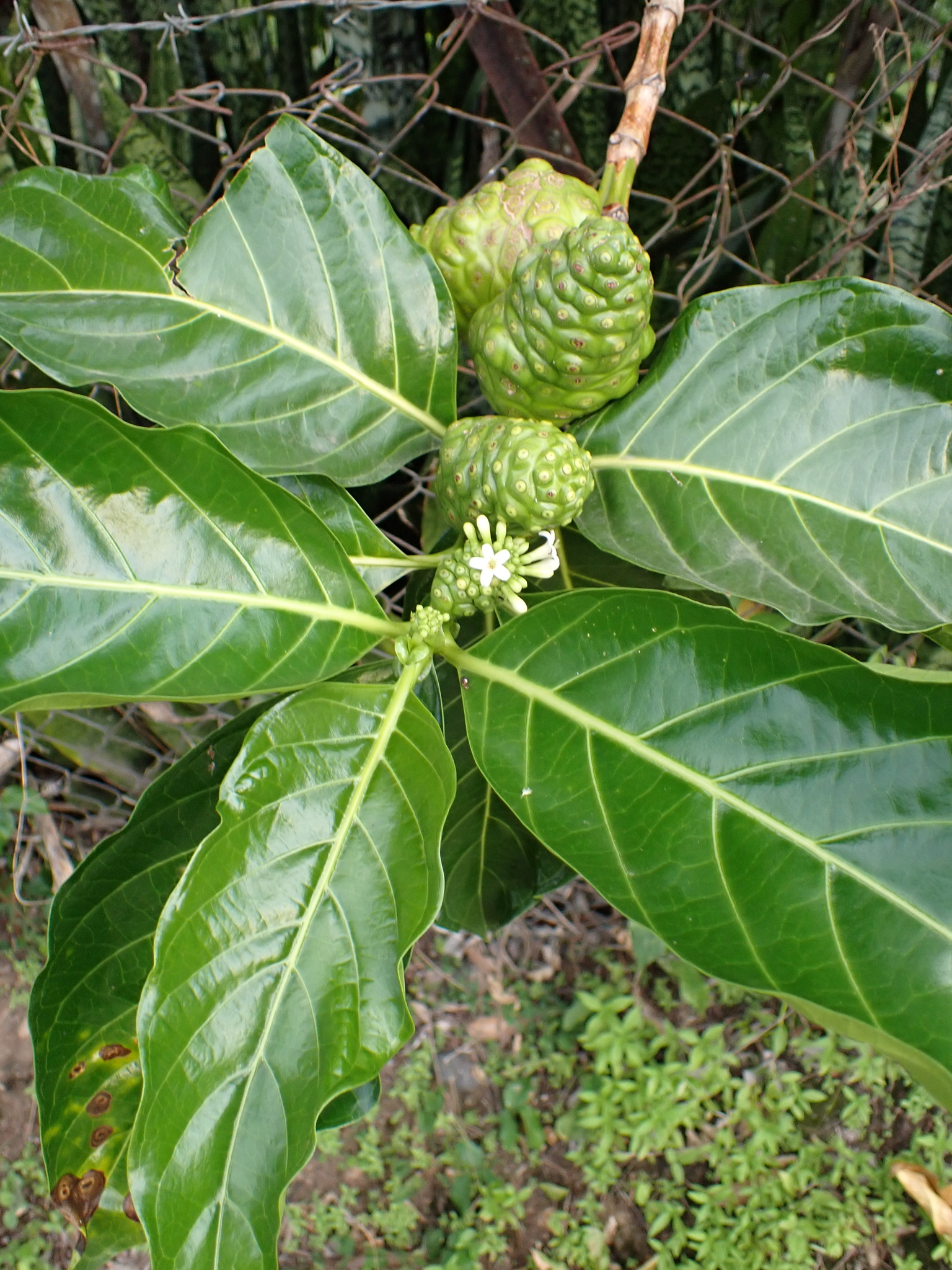 Foto de Morinda citrifolia L.
