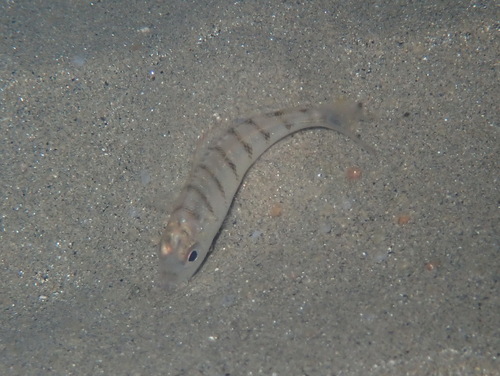 Sand steenbras (Lithognathus mormyrus) — Sparidae