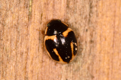 Hyperaspis trifurcata