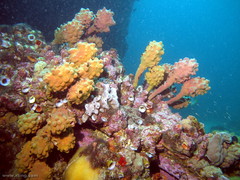 Pyura spinifera