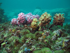 Pyura spinifera