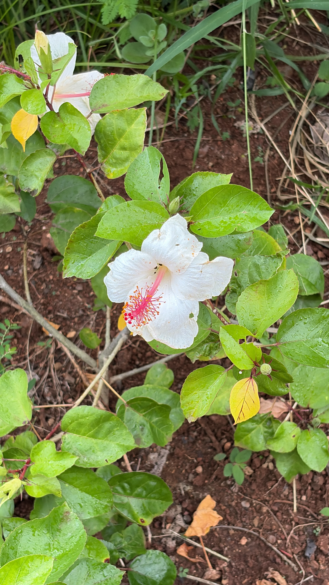 Imagem de Hibisco