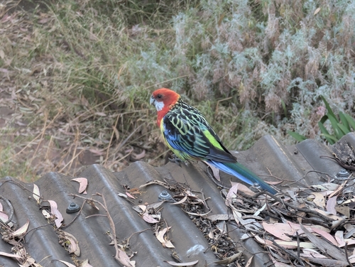 Eastern Rosella (Platycercus eximius), photo 2