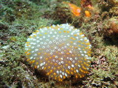 Polycitor giganteus