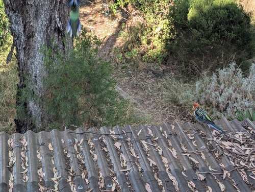 Eastern Rosella (Platycercus eximius), photo 3