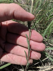 Erysimum inconspicuum