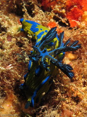 Tambja verconis