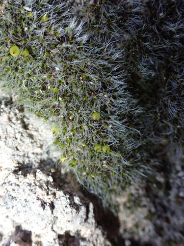 Jaffueliobryum wrightii