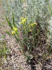 Erysimum inconspicuum
