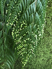 Woodwardia prolifera