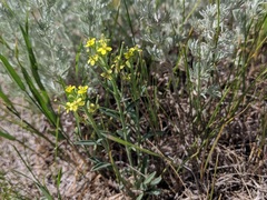 Erysimum inconspicuum