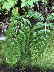 Woodwardia prolifera