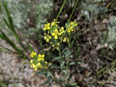 Erysimum inconspicuum