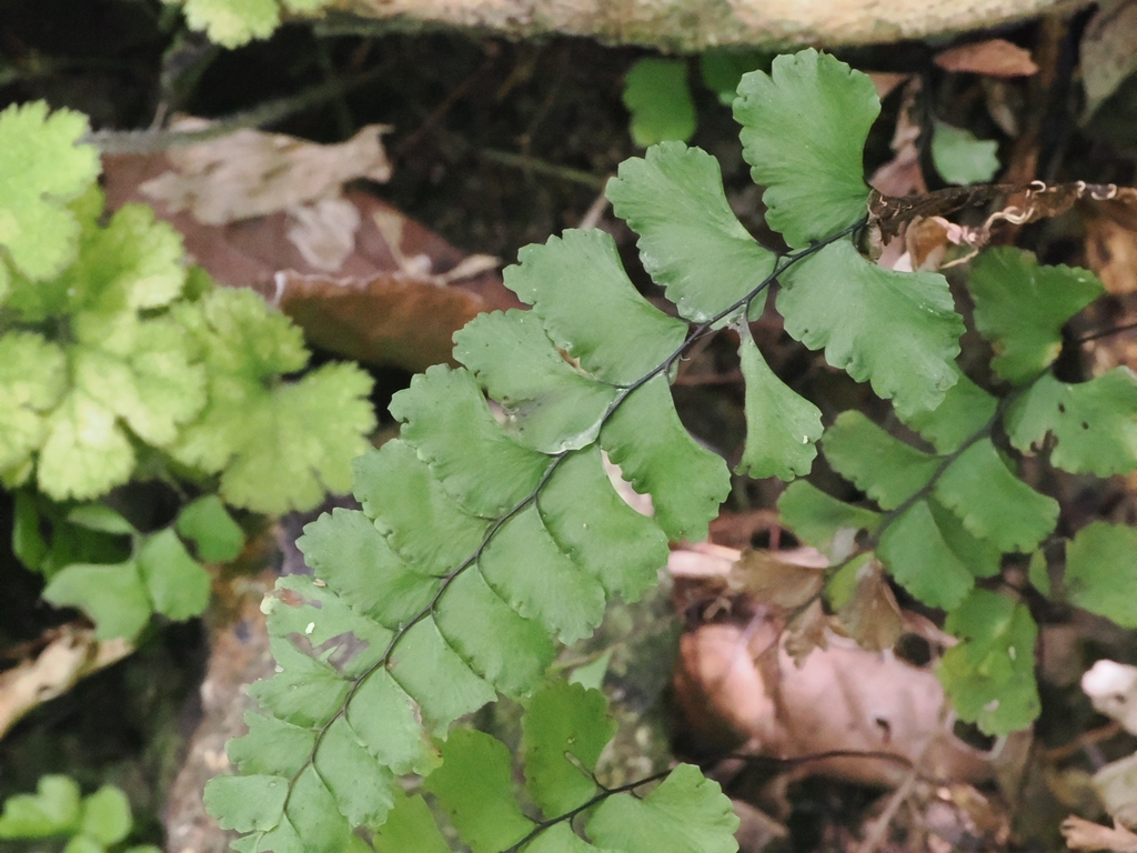 Ráng vệ nữ trong suốt – Adiantum diaphanum