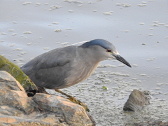 Nycticorax nycticorax