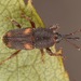 Grain Weevils - Photo (c) skitterbug, some rights reserved (CC BY), uploaded by skitterbug