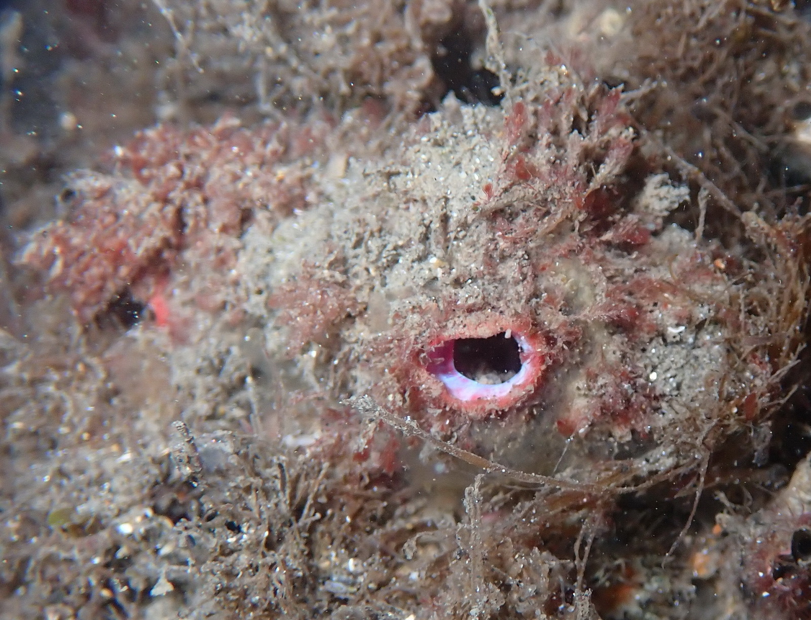 Pyura dura (Heller, 1877)