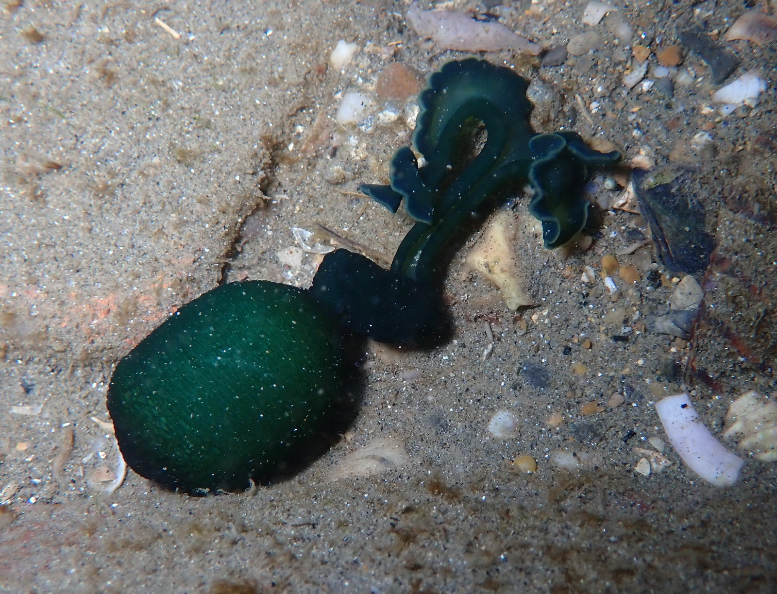 Bonellia viridis Rolando, 1822