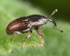 Apinocis blanditus