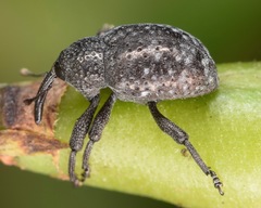Chalcodermus