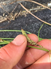 Carex subdola
