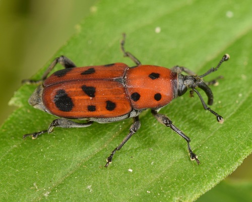Ironweed Curculio photo 3
