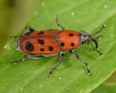 Rhodobaenus tredecimpunctatus