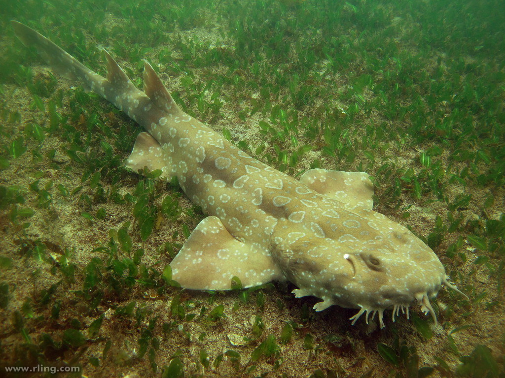 Spotted Wobbegong