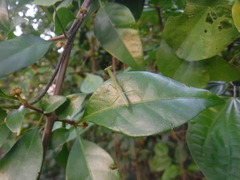 Callimantis antillarum