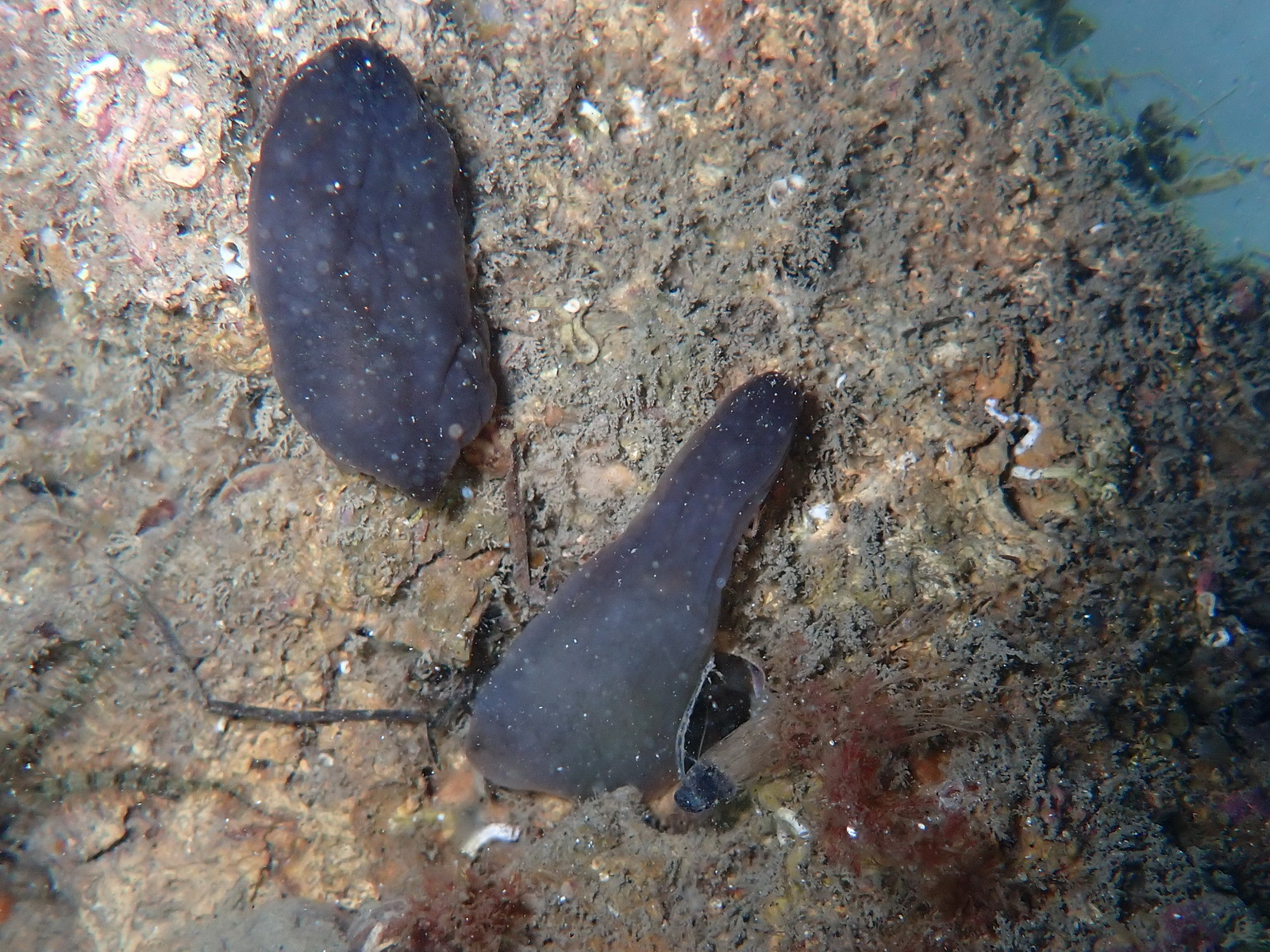 Phallusia fumigata (Grube, 1864)