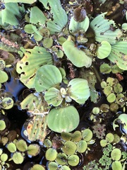 Pistia stratiotes image