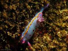 Hypselodoris bennetti