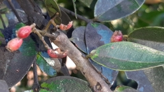Syzygium paniculatum