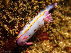 Hypselodoris bennetti
