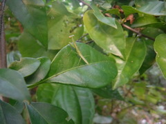 Callimantis antillarum