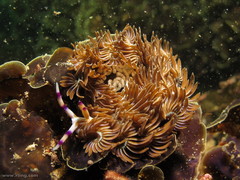 Pteraeolidia ianthina