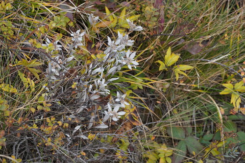 Leontopodium japonicum iNat (3)