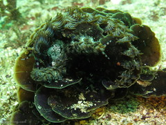 Pteraeolidia ianthina