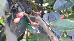 Syzygium paniculatum