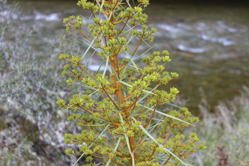 Aciphylla glaucescens, photograph 6