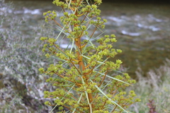 Aciphylla glaucescens, photograph (c) Joe Dillon, some rights reserved (CC BY)