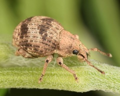 Pseudocneorhinus bifasciatus