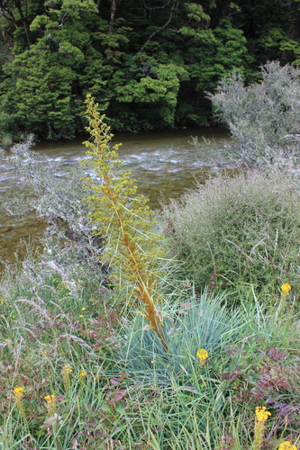 Aciphylla glaucescens, photograph 5