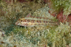 Redside Blenny photo 1